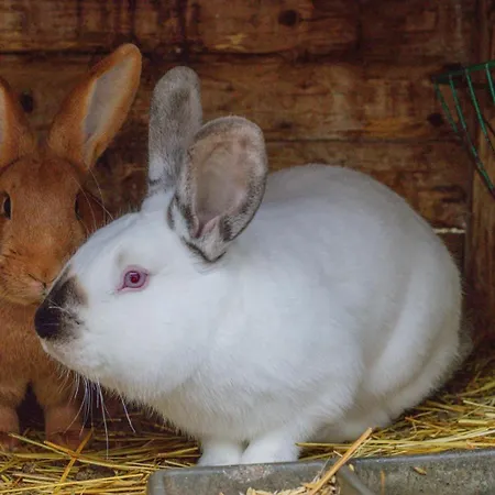Apartamento Statek Adámek Borotice