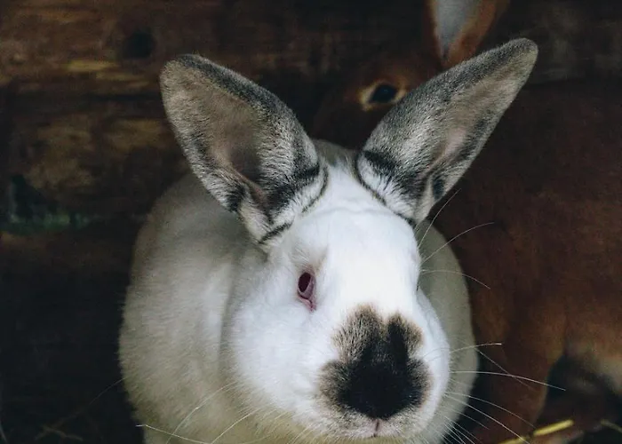 Statek Adamek アパート