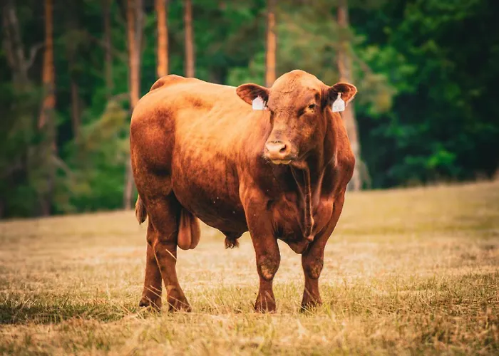 Statek Adamek アパート