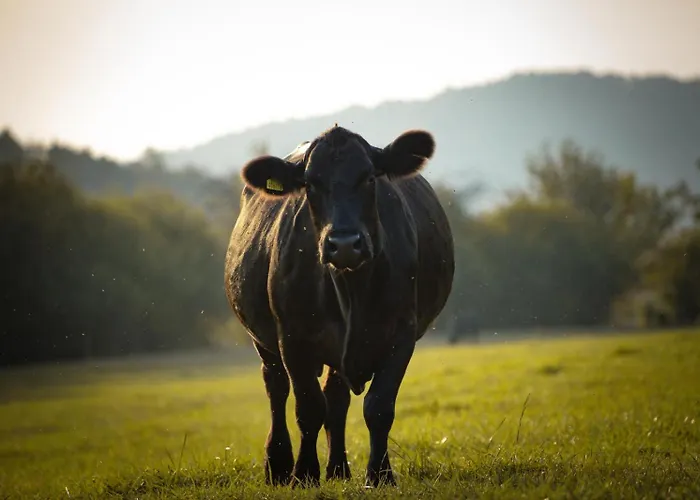 Statek Adamek アパート Borotice