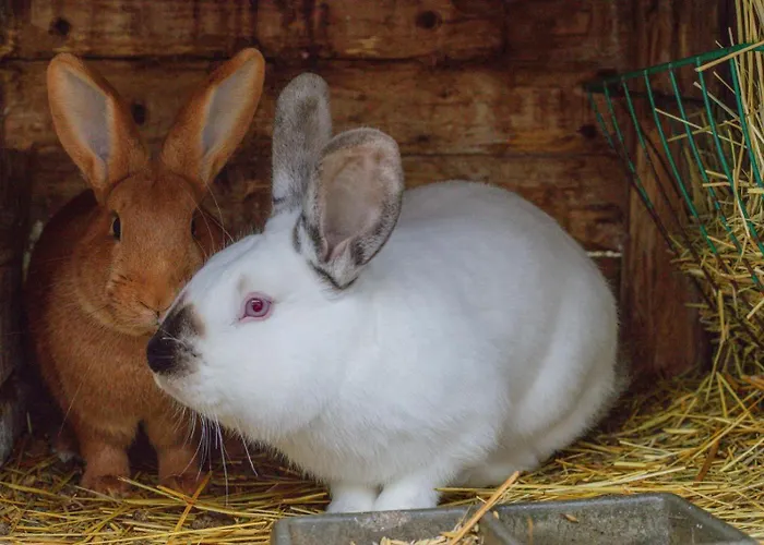 アパート Statek Adamek Borotice