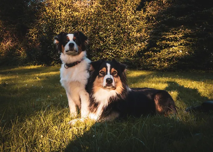 Statek Adamek アパート Borotice